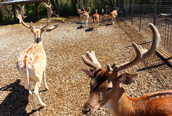 Lagoon Deer Park