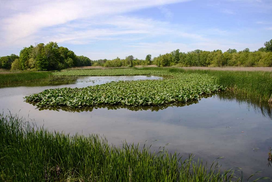 Sheldon Marsh Nature Preserve