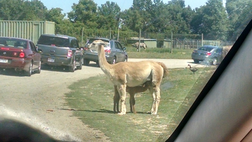 African Safari Wildlife Park